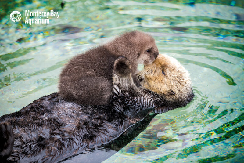 A wild Southern Sea Otter gives birth to a newborn pup in the Monterey Bay Aquarium's Great Tide Pool