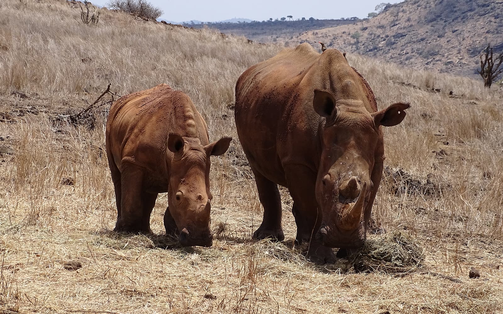 Lewa Rescued Animals Lewa Wildlife Conservancy: Changing the conservation narrative in ...