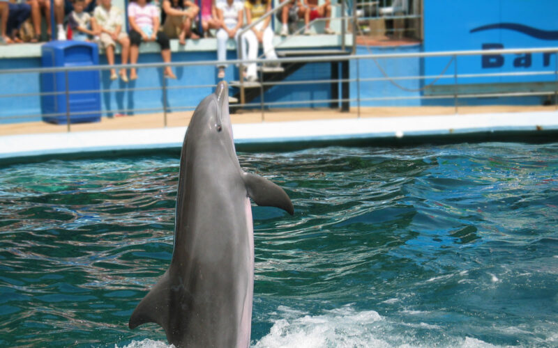 A dolphin jumps out of a pool of water in front of a crowd.